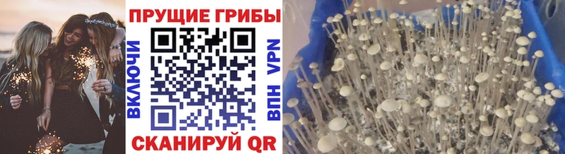 Псилоцибиновые грибы прущие грибы  Топки 